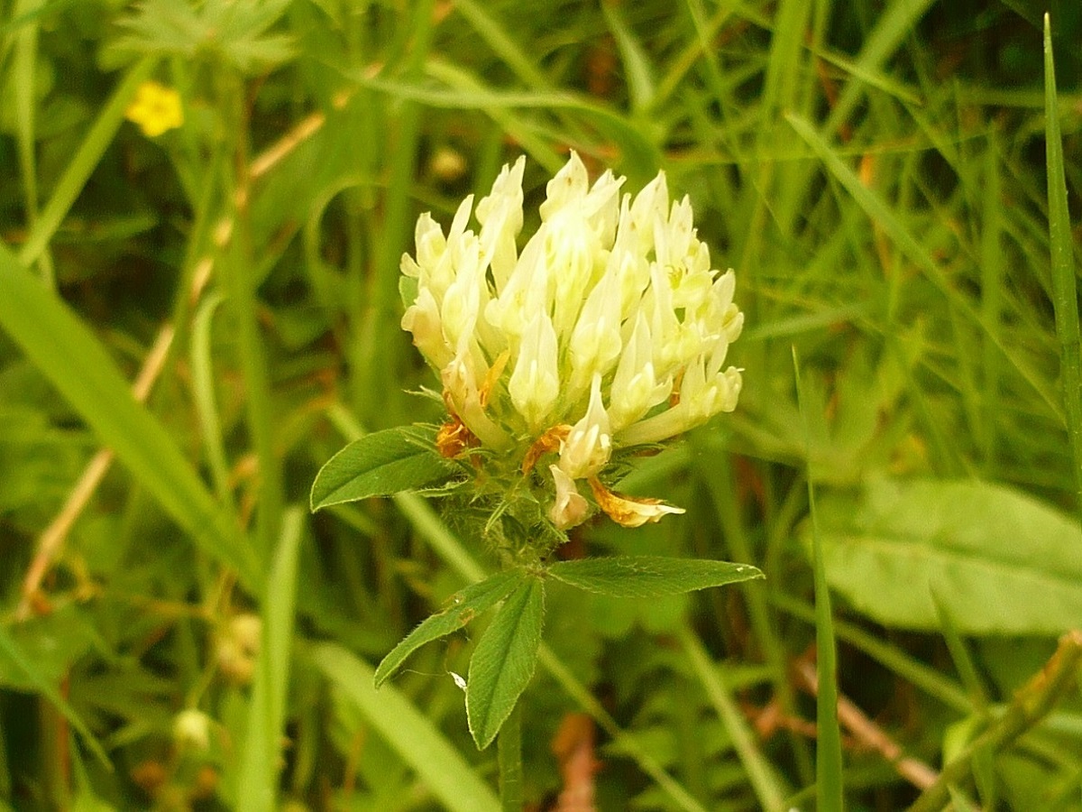 Trifolium ochroleucon (Fabaceae)